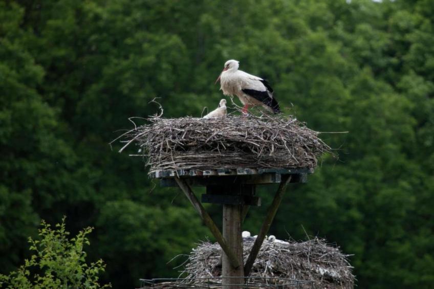 Vakantiepark de Vossenburcht - foto 28