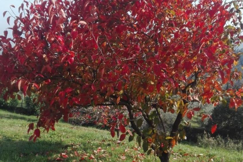 Il Podere La Regina mit privatem Pool - foto 48