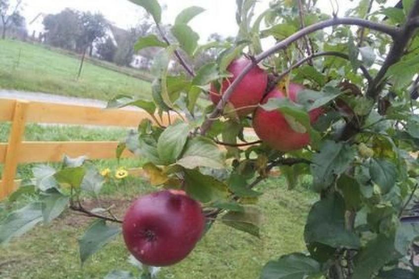 in Libořezy mit Garten und Grill - foto 4