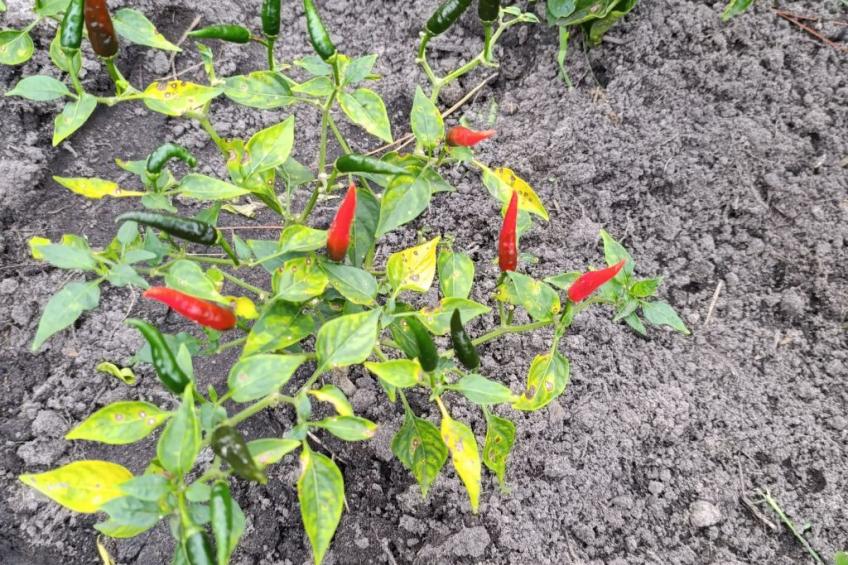 National Park View - foto 18