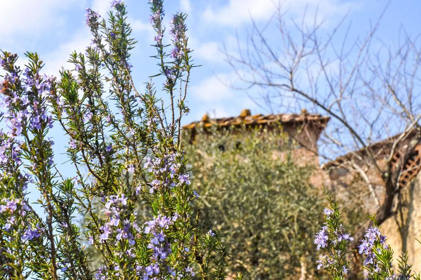 Il Pero di Cetinale - foto 28