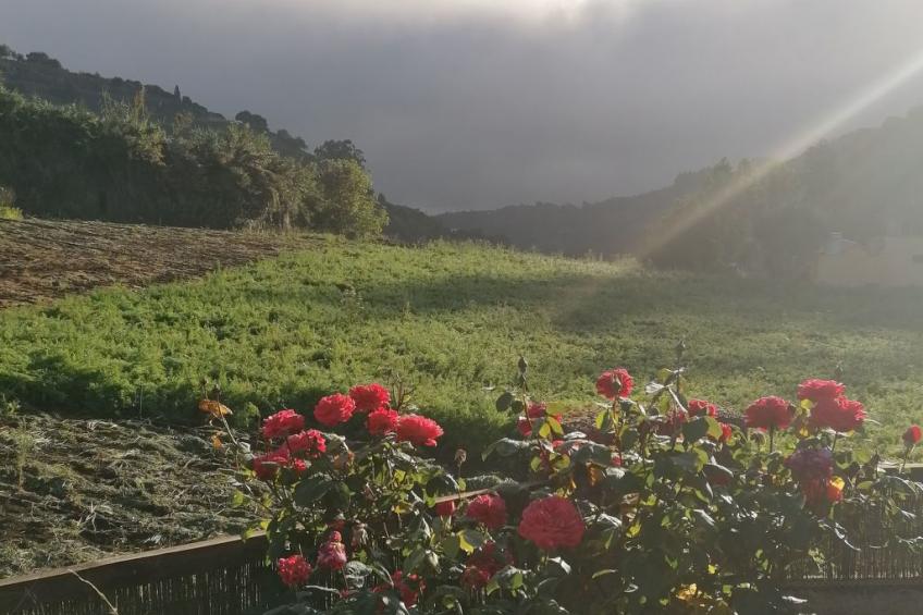 "El Laurel" - foto 36