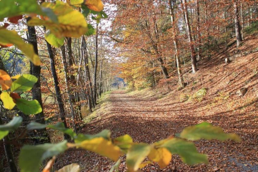 Feriendorf Waldbrunn - foto 28