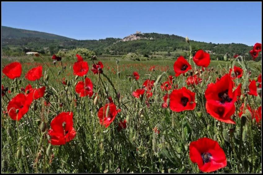 Les 4 Soleils - foto 26