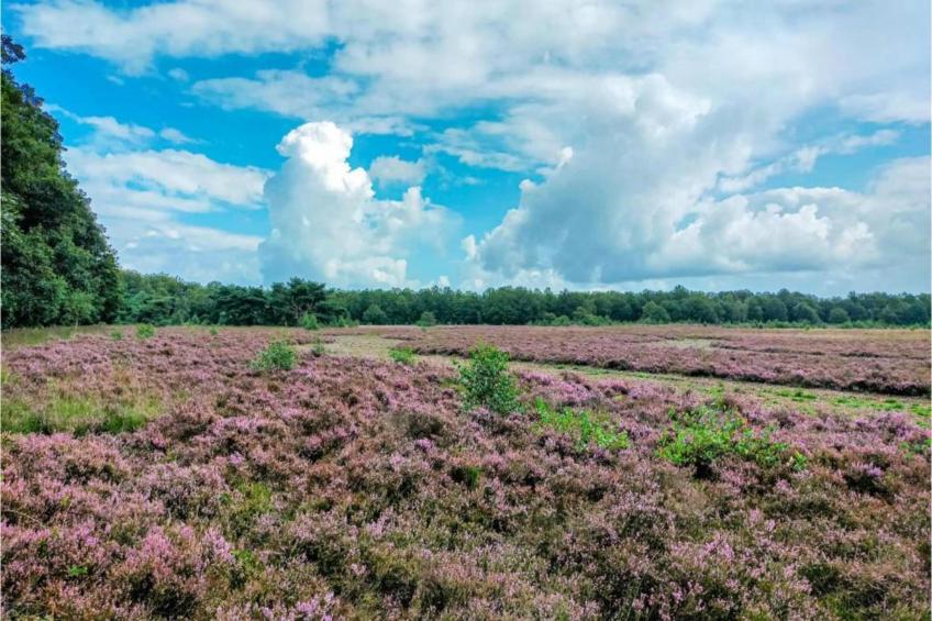 Vakantiepark Hunzedal - foto 36