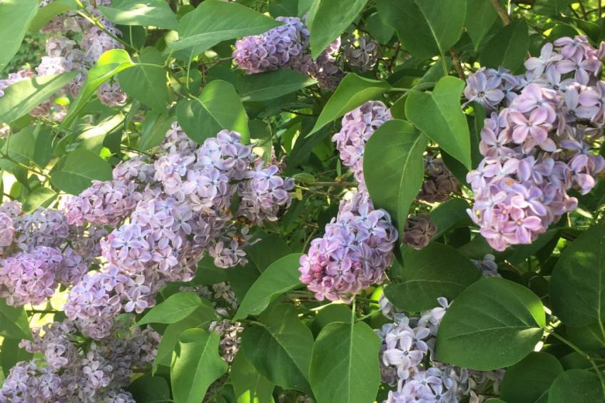 Spitzwegerich - foto 32