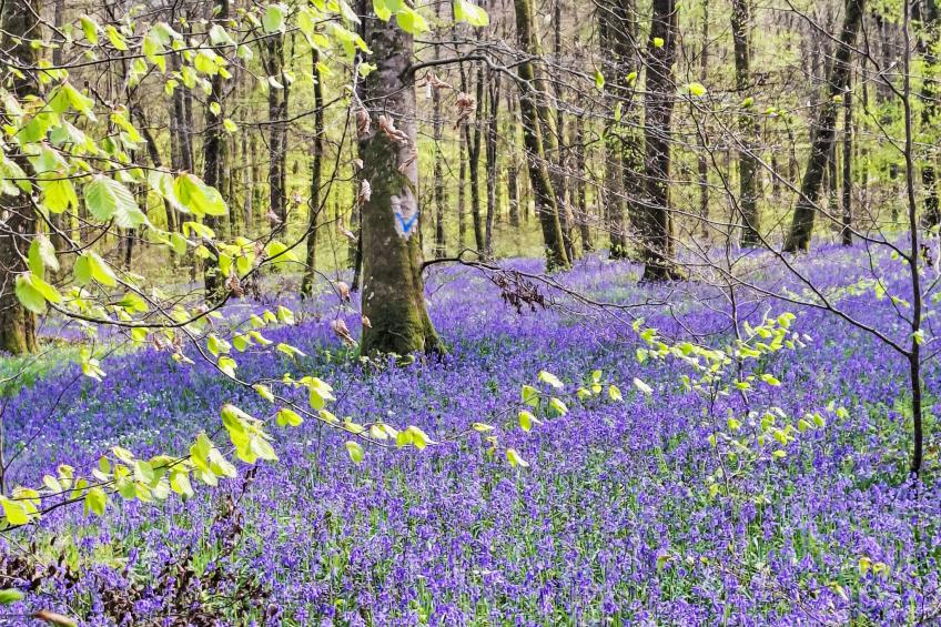 mit großem Garten in La Prée - foto 28