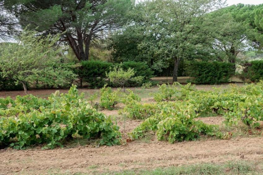 La Palmeraie - foto 20