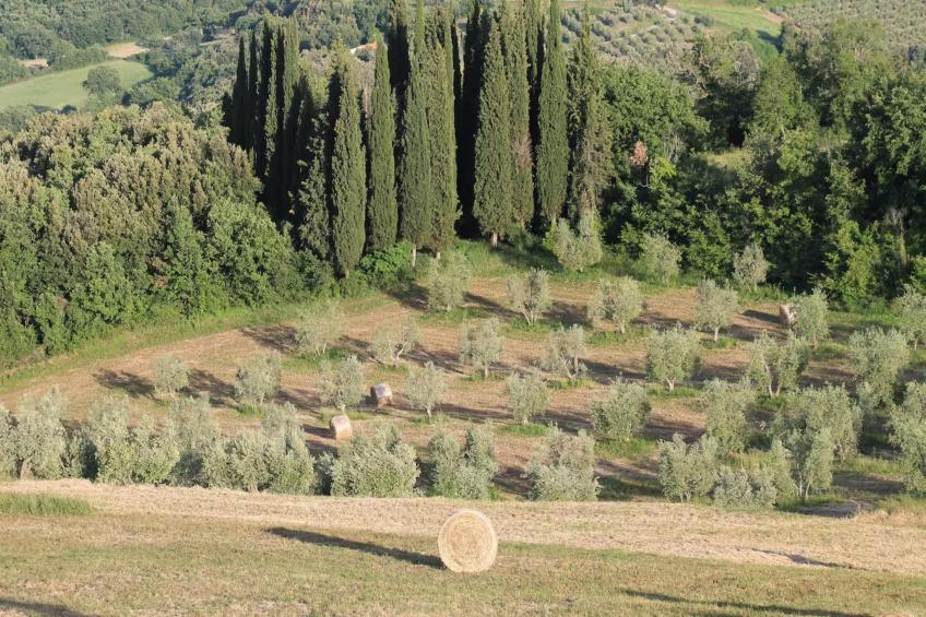 Mandorlo - foto 20