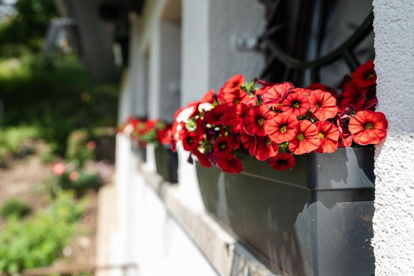 Schwarzwald Königin - foto 15