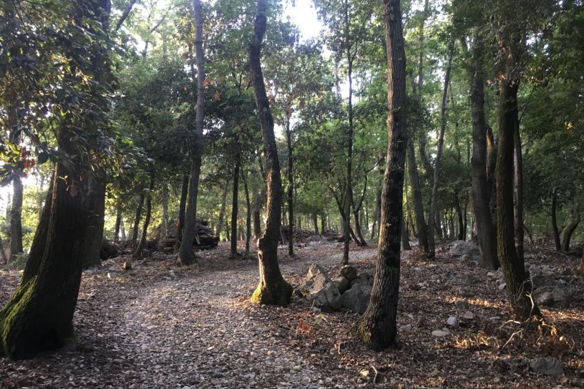 Zypressen, ein Haus im Wald an der ligurischen Riviera - foto 42