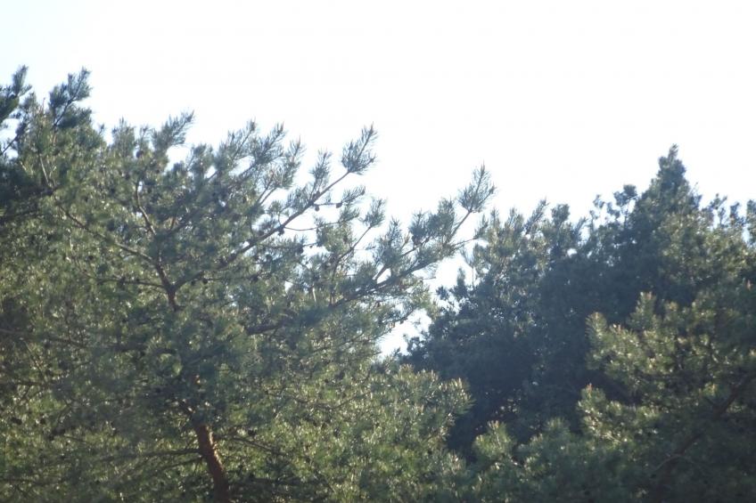 Sweet Home - foto 35