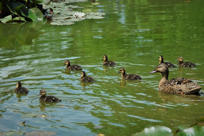 für acht Personen - foto 36