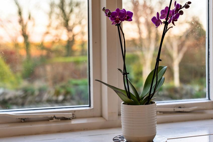 Jenny Wren - foto 17