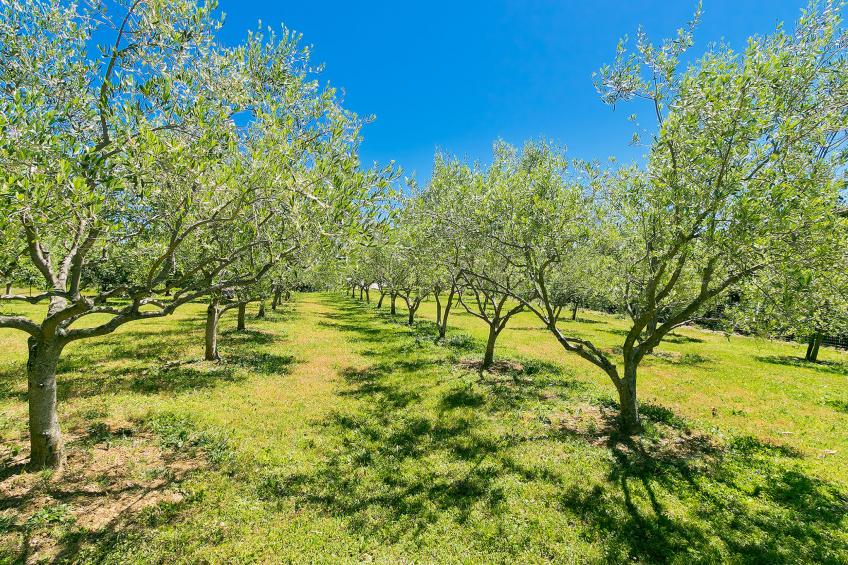 Margherita - foto 20