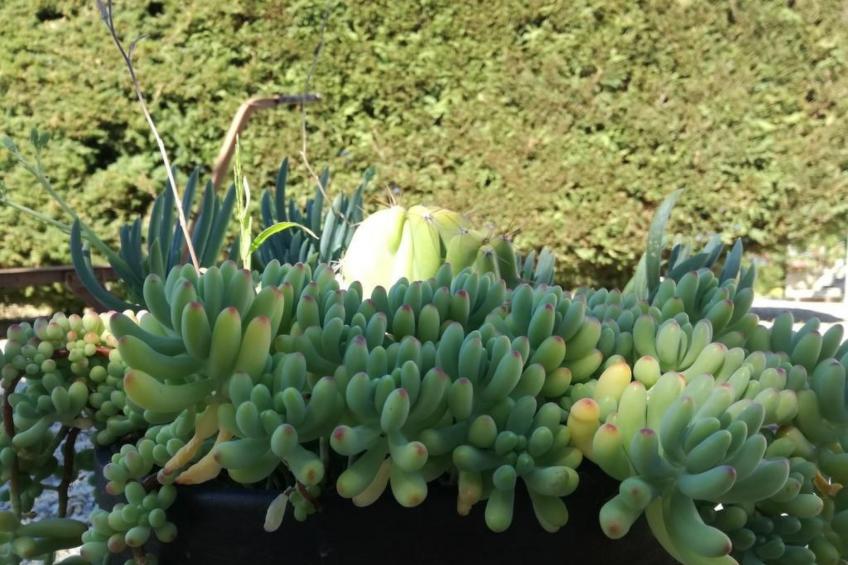 Träumende Aussichten im Douro - foto 39