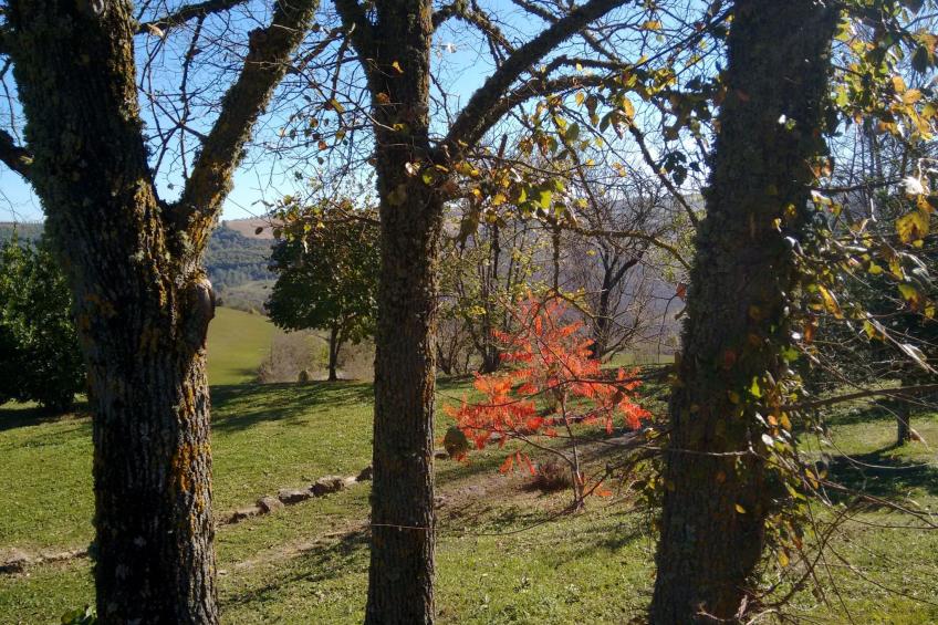 Das Walnusshaus - foto 18