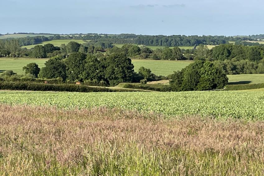 The Cornflower - foto 10