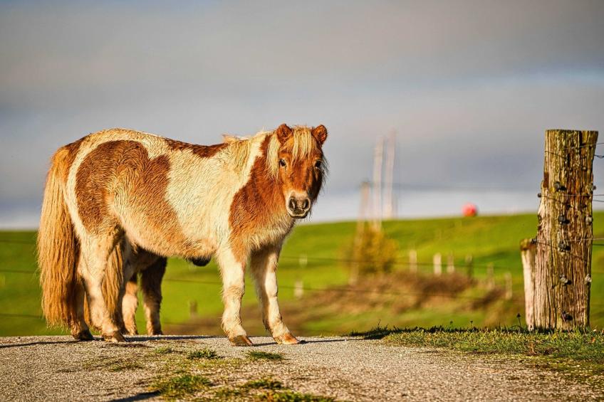 Visnja Gora Meadow Hideaway with Terrace - One Bedroom Cottage with Terrace (owner Hiška na skalci) - foto 54