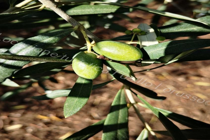 Lorusso touristischer Standort - foto 2