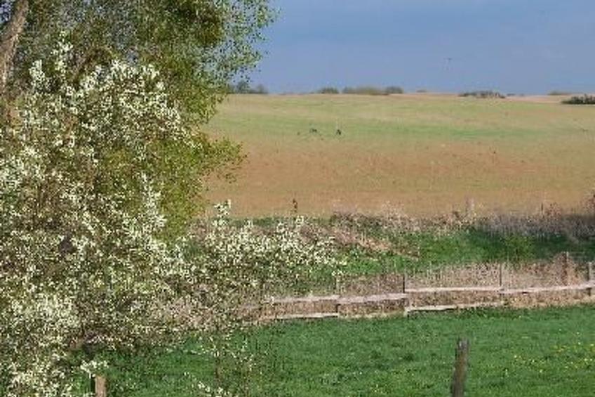 Zu den drei Schönen - foto 11