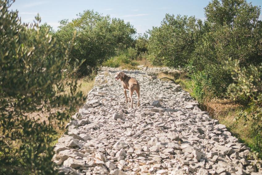 Adriatic Heritage Glamping No 1 - foto 39