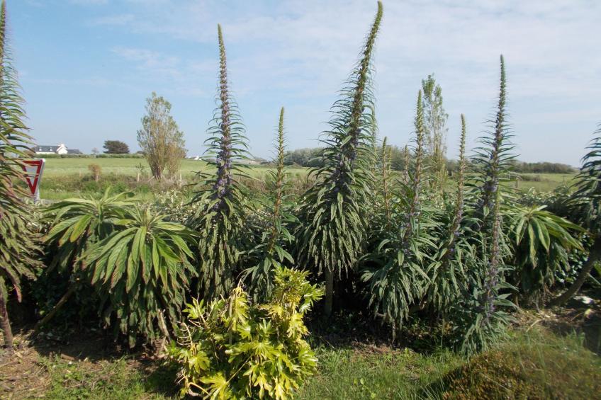 Bretonisches Ferienhaus in Meeresnähe mit Garten - foto 29
