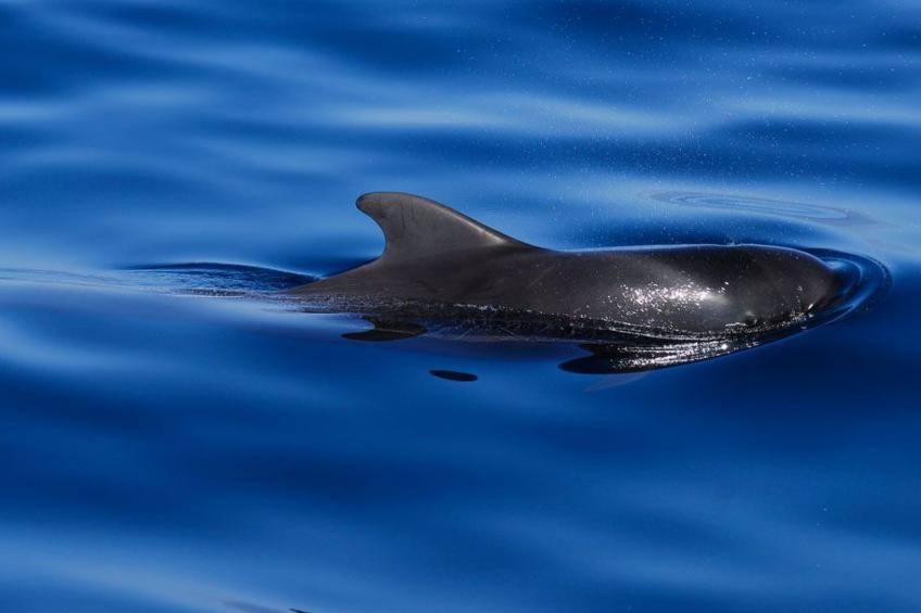 "Aquarius" mit Wasserblick - foto 12