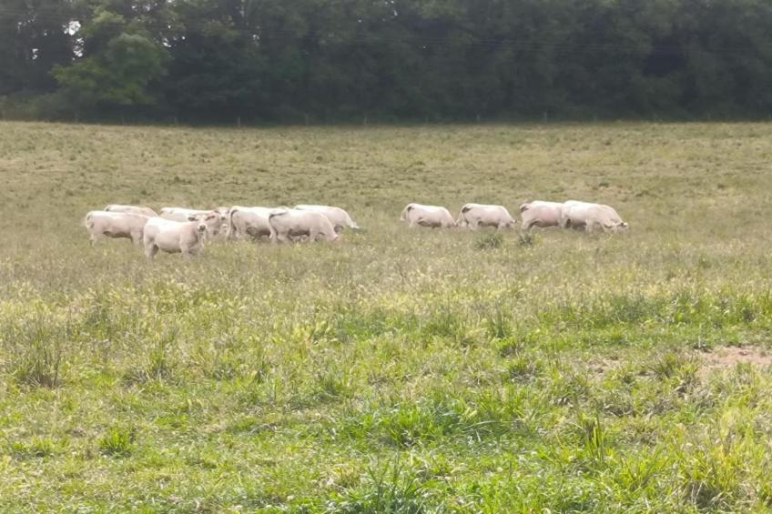 Maison de vacances - Sossay - foto 26