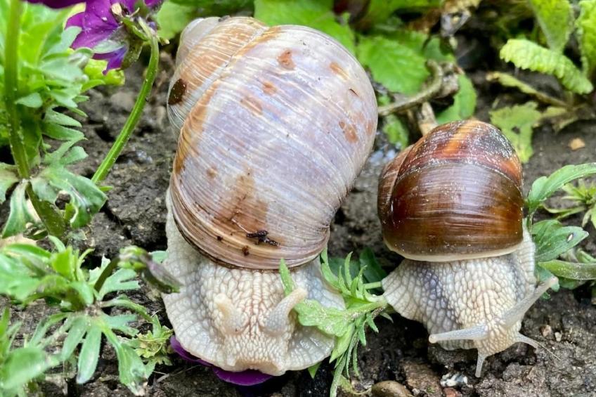 Scheftenau - foto 16