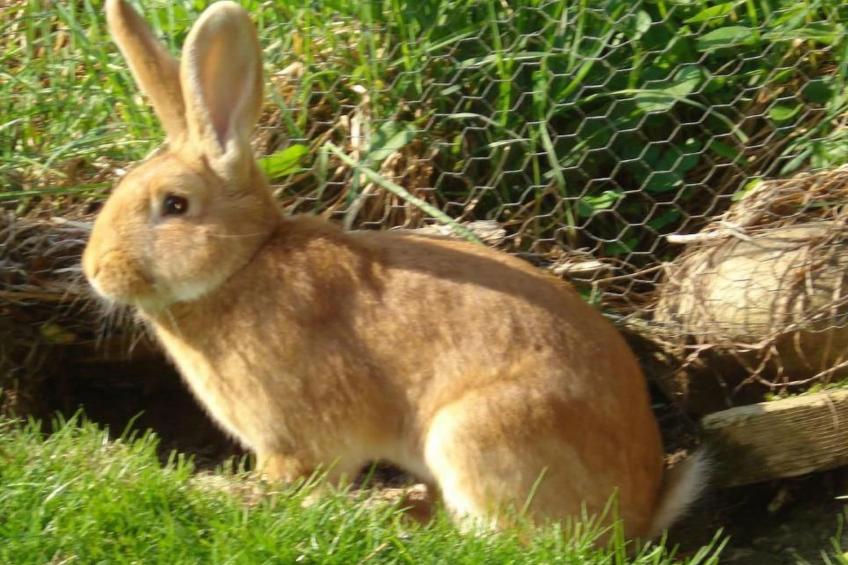 Burehof Waltrigen - foto 5