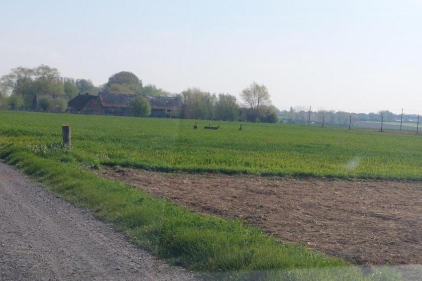 Hommelhove - foto 36