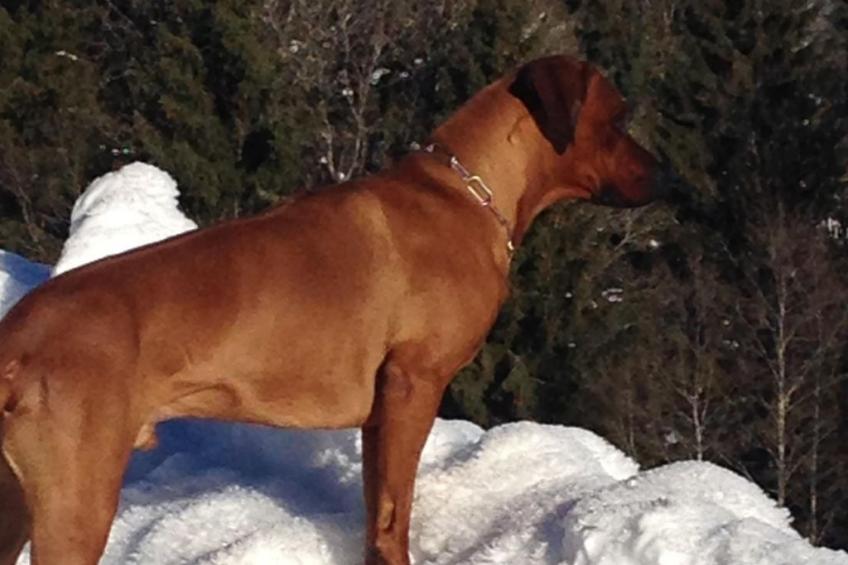 Bergchalet - foto 31