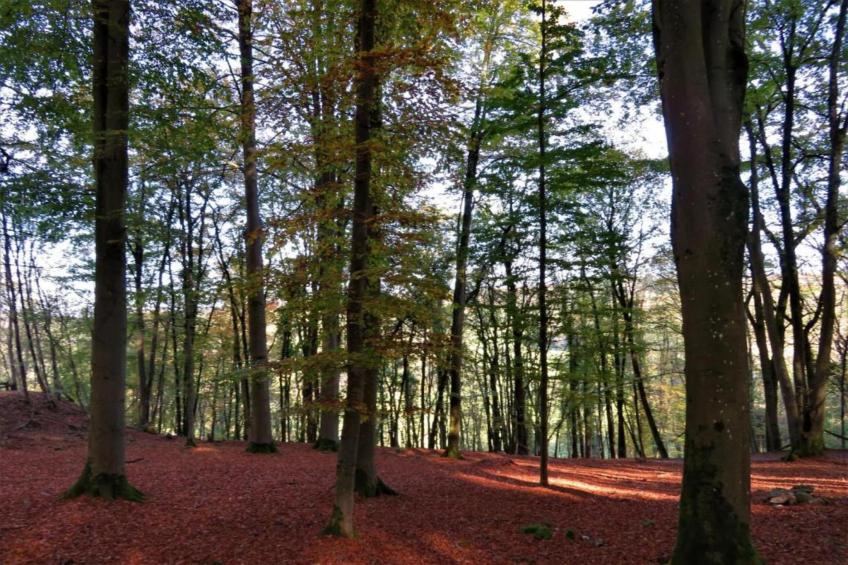 Li Vêrt Veschau - foto 35