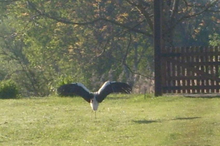 in Puska mit Offenem Kamin - foto 26