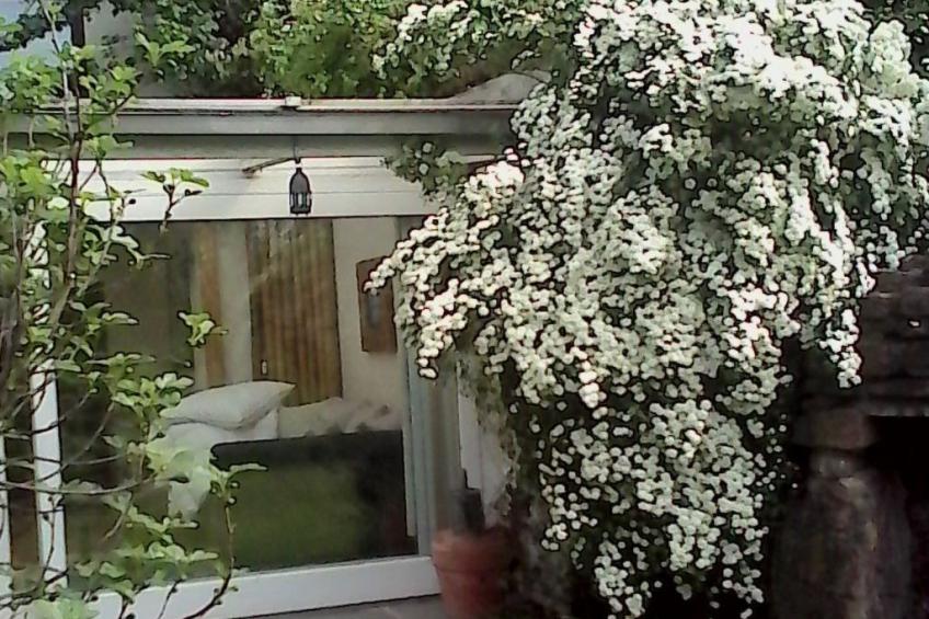 Urlaub am Feigenbaum in Nußloch