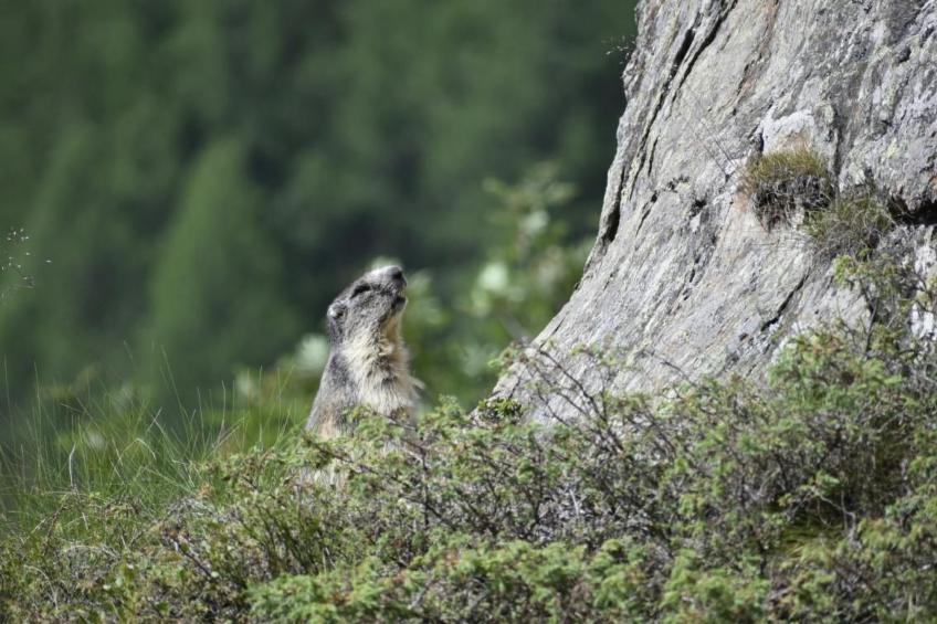 Chalet Le Murmure du Torrent - foto 37