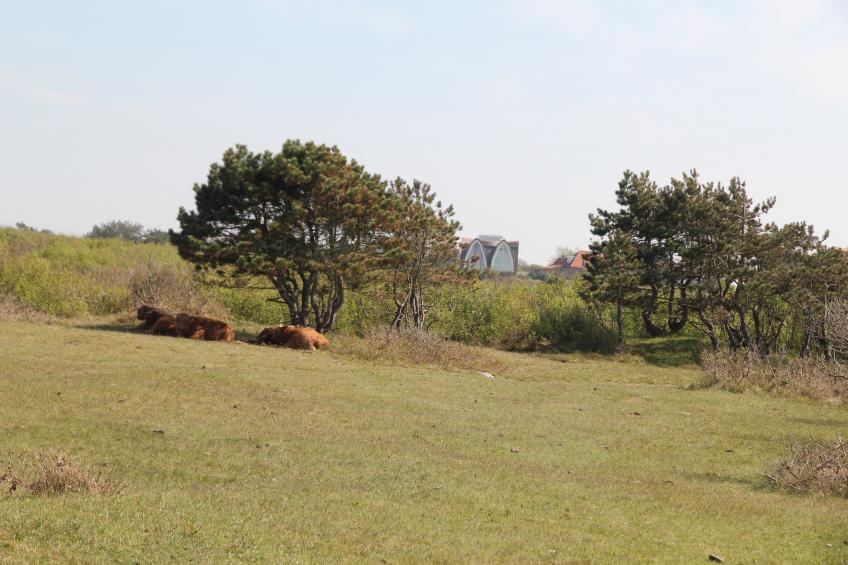 Tijgeroog - foto 37