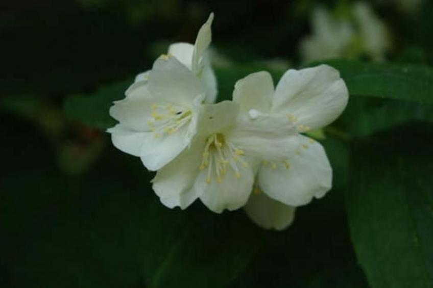 Rosa' Wohnung mit privatem Garten - foto 12