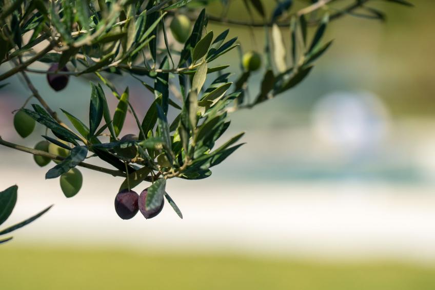 Moderne Villa bei Barban - foto 27