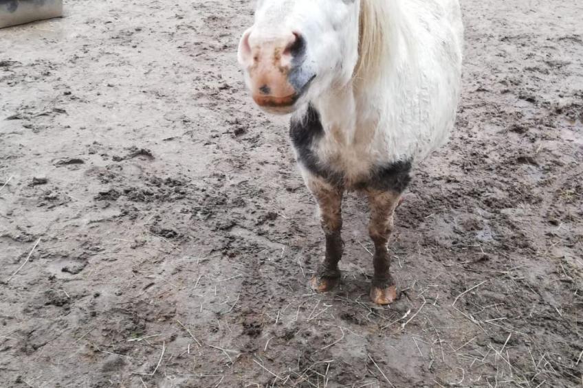 mit Terrasse - foto 59