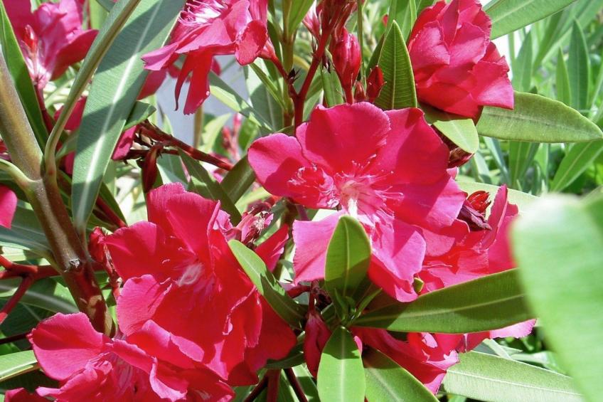 Gemütliches Ferienhaus in Pinezići mit großer Terrasse - foto 18