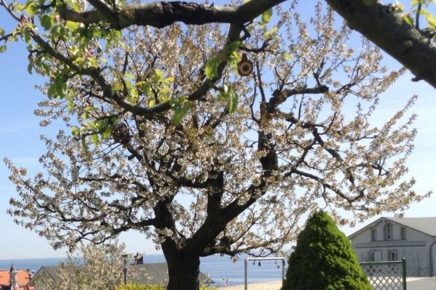 Strandläuferle - foto 27