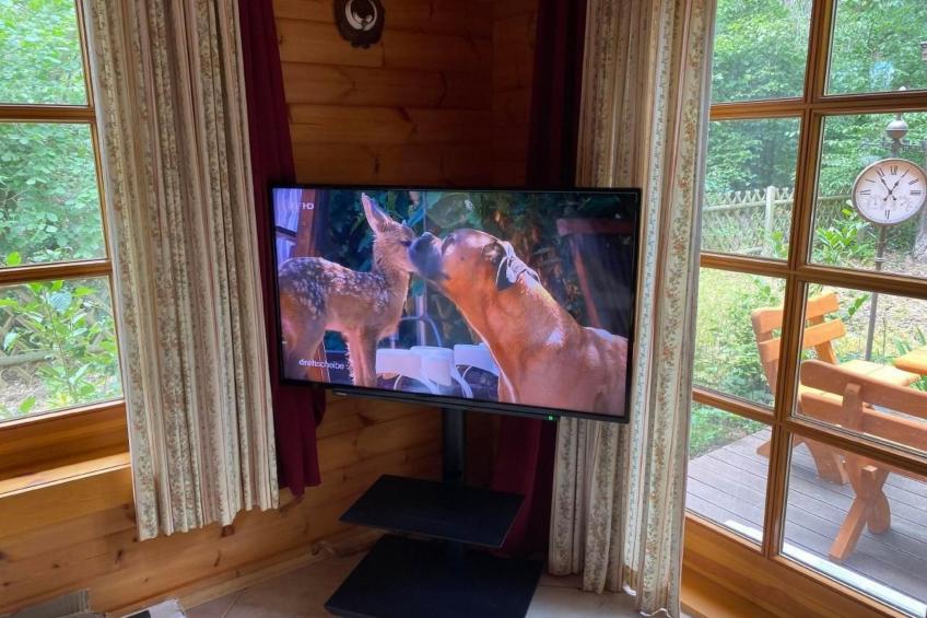 WaldhausEichhörnchen - foto 4