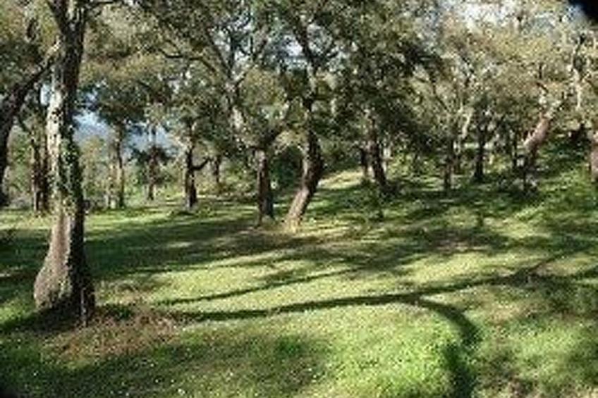 in Sartène mit Eigener Terrasse - foto 6