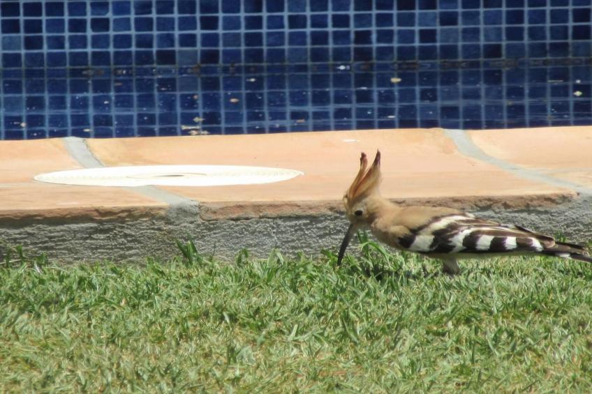 Schöne Villa für 6 Personen mit Schwimmbad - foto 13