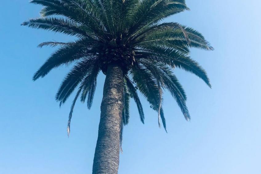 Villa los palmitos Familiäre Privatvilla mit Pool - foto 61