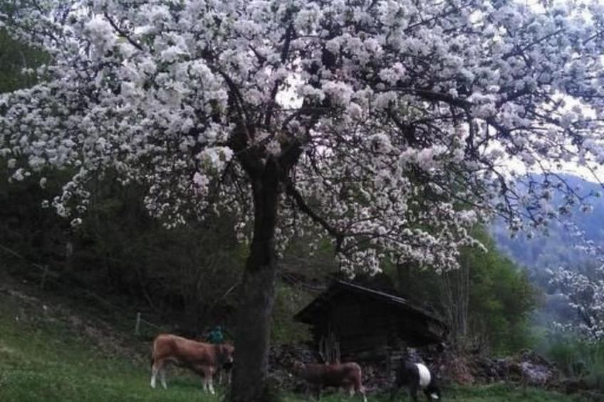 Berghof-Gufel - foto 2