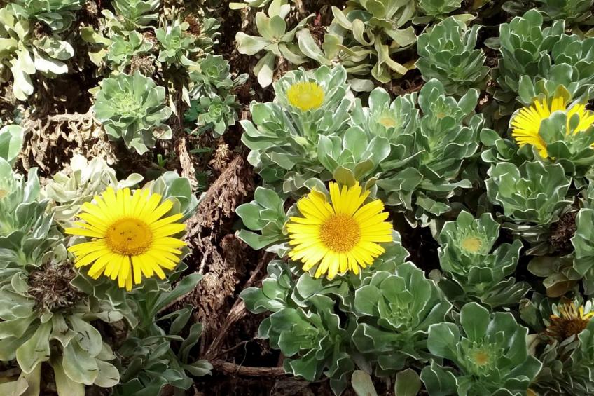 "El Laurel" - foto 46