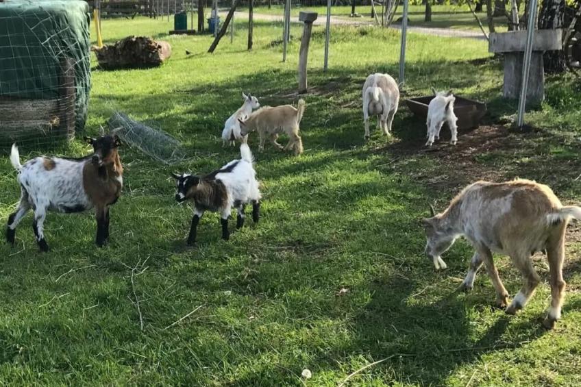 Zochiserlebnishof - foto 17